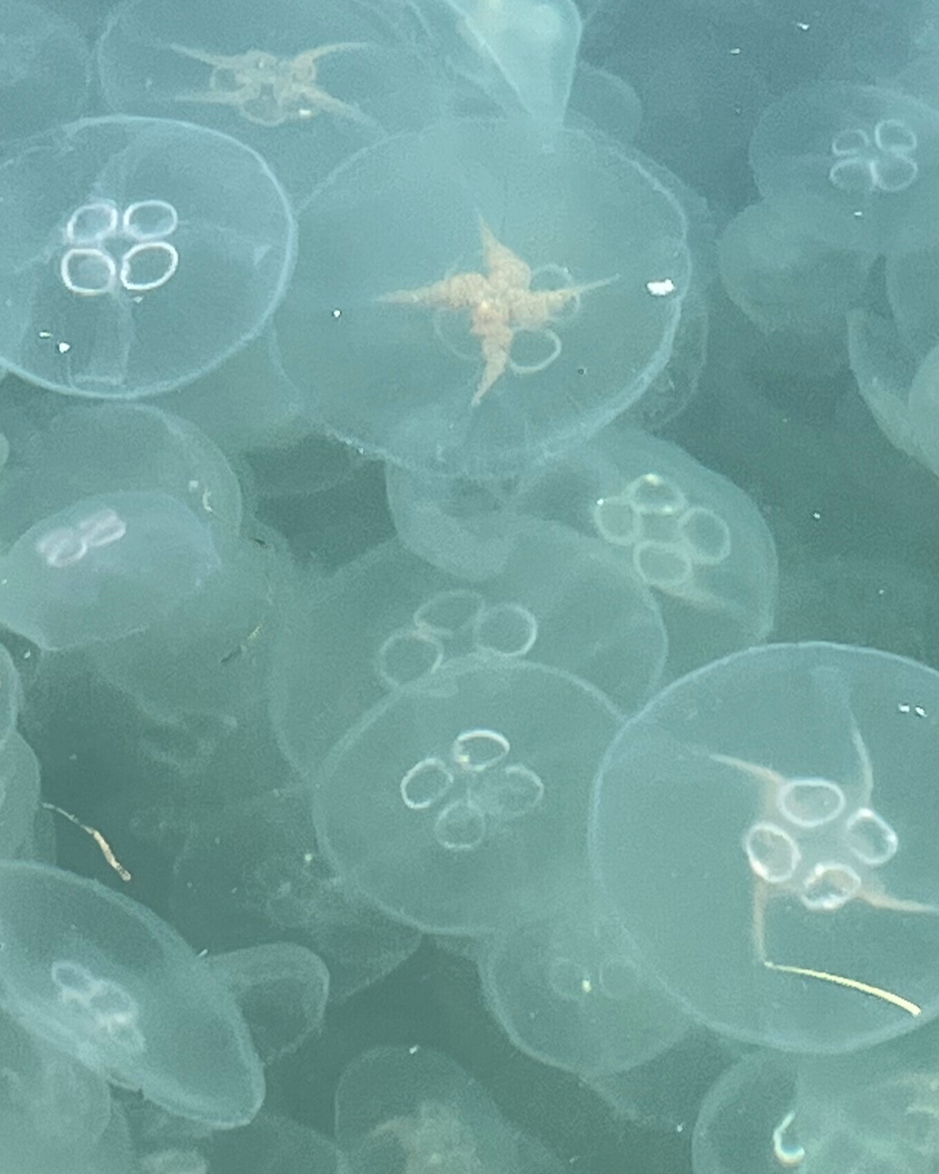 デンマークのミズクラゲの仲間