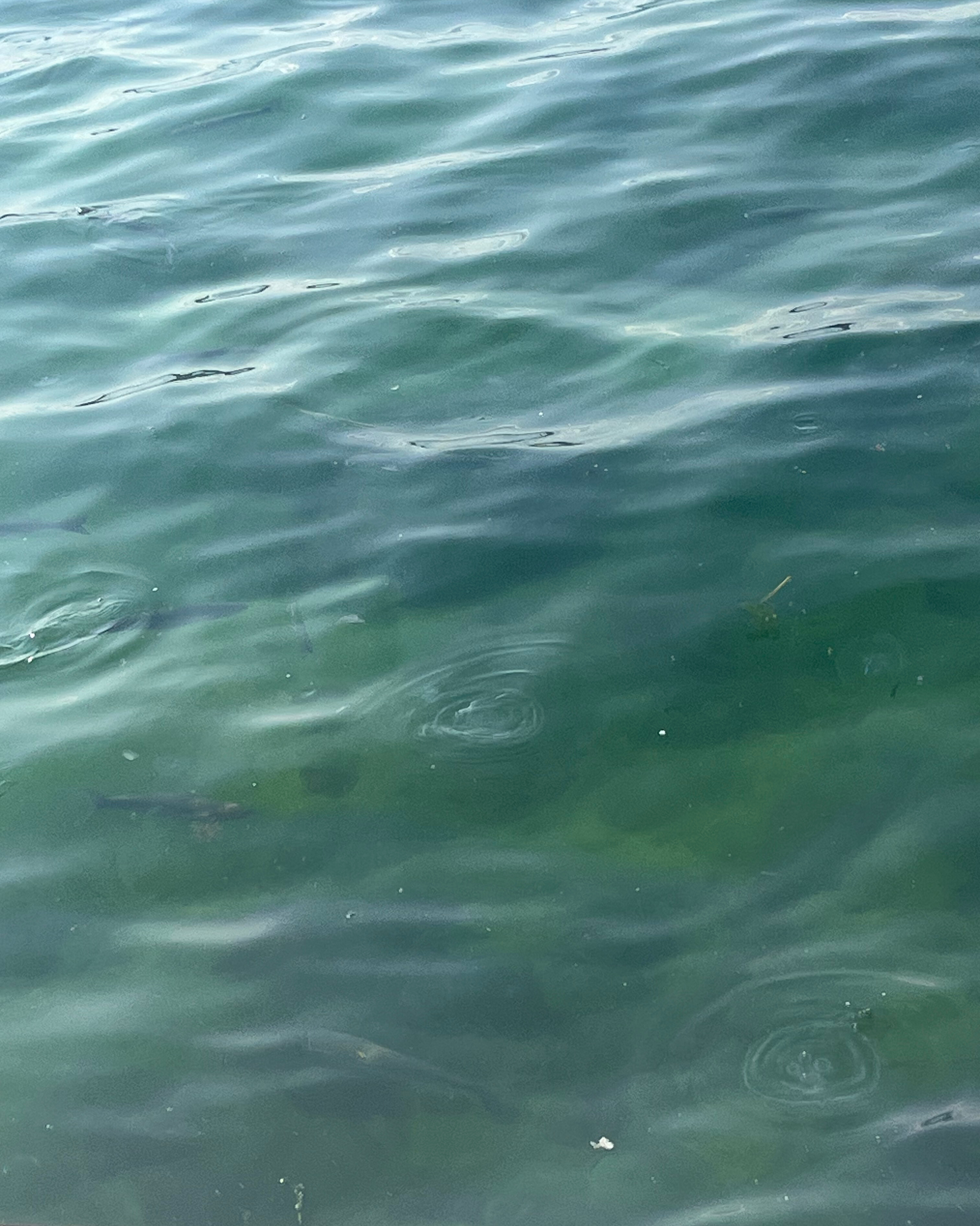 イスタンブールのミズクラゲの仲間