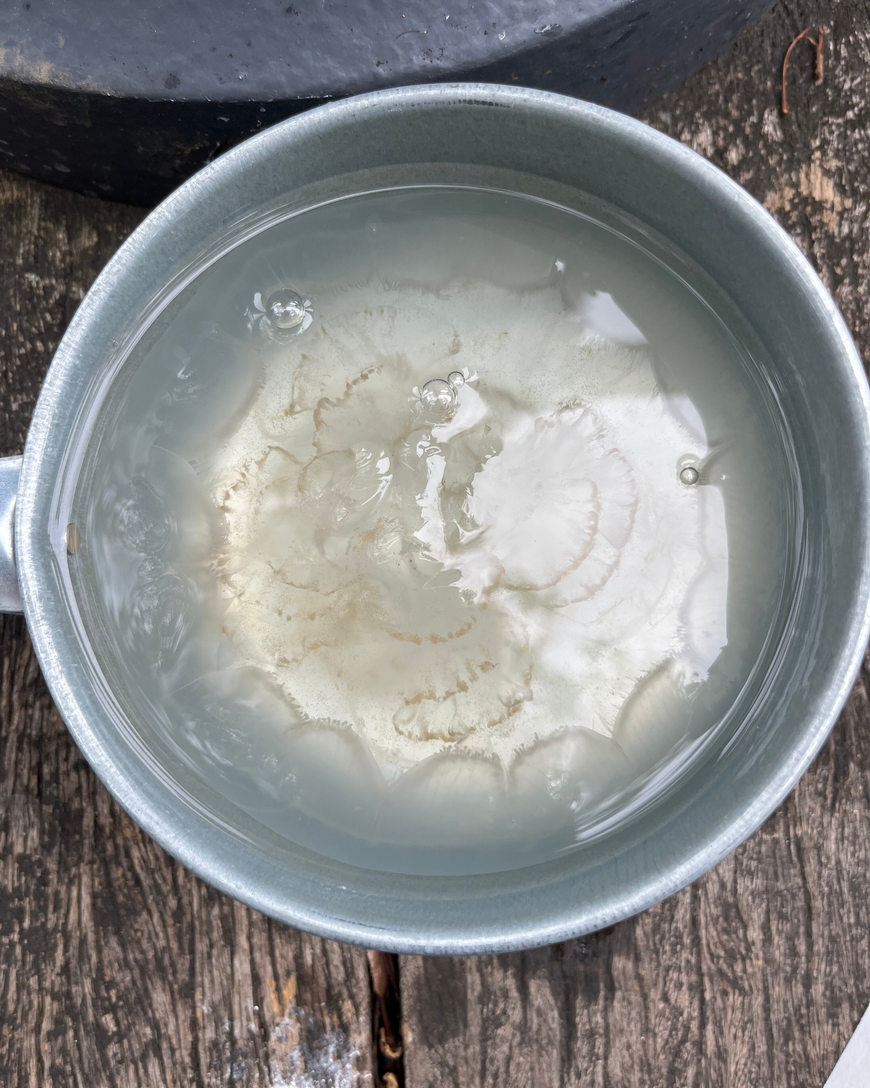 ミズクラゲの受精卵