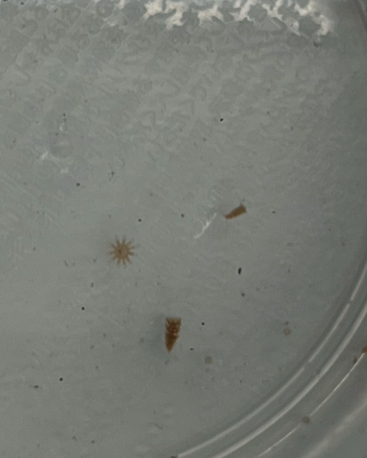 ストロビレーション