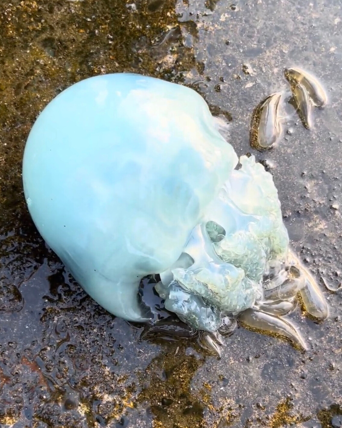 備前クラゲ(スナイロクラゲ)